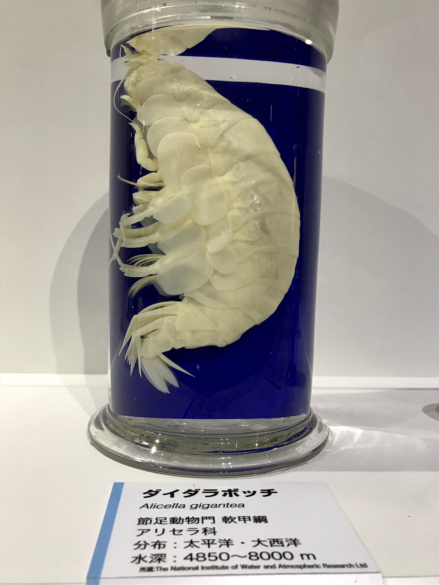 楽 9 12 Wex箕輪 Mc Twitterren きもい 深海展 国立科学博物館 深海 オオグソクムシ ダイダラボッチ 楽 9 12 Wex箕輪 Mc Twitterren きもい 深海展 国立科学博物館 深海 オオグソクムシ ダイダラボッチ