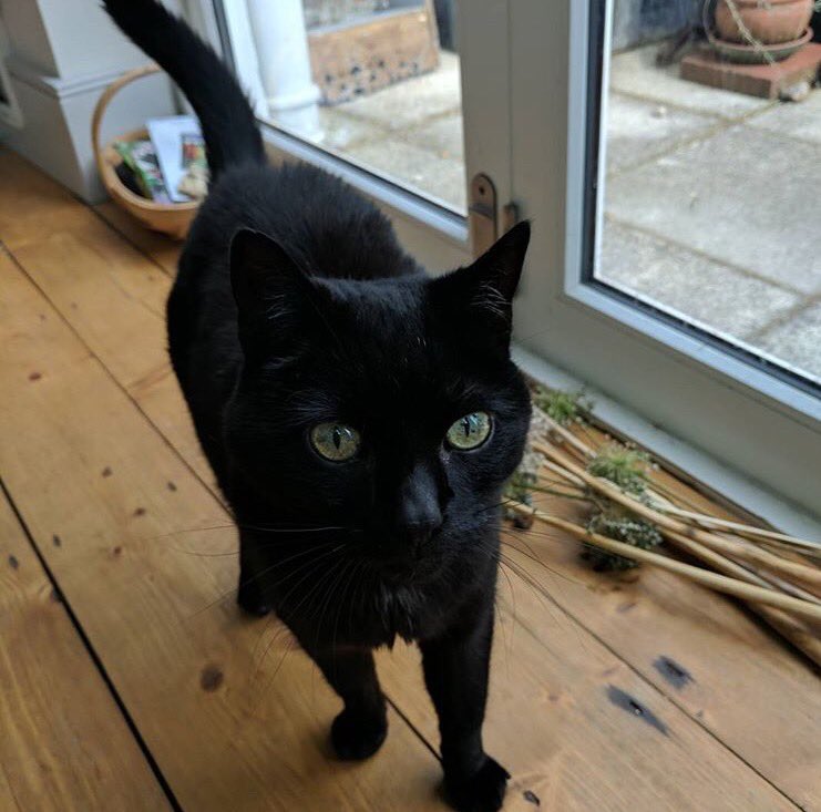 SaskiaMuusic's tweet image. Friendly reminder from Daisy Boy to tune in to @radioreverb from 5pm tonight to listen to me play some songs and chat with @petejonesshow