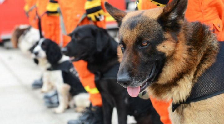 kennel club rescue dogs