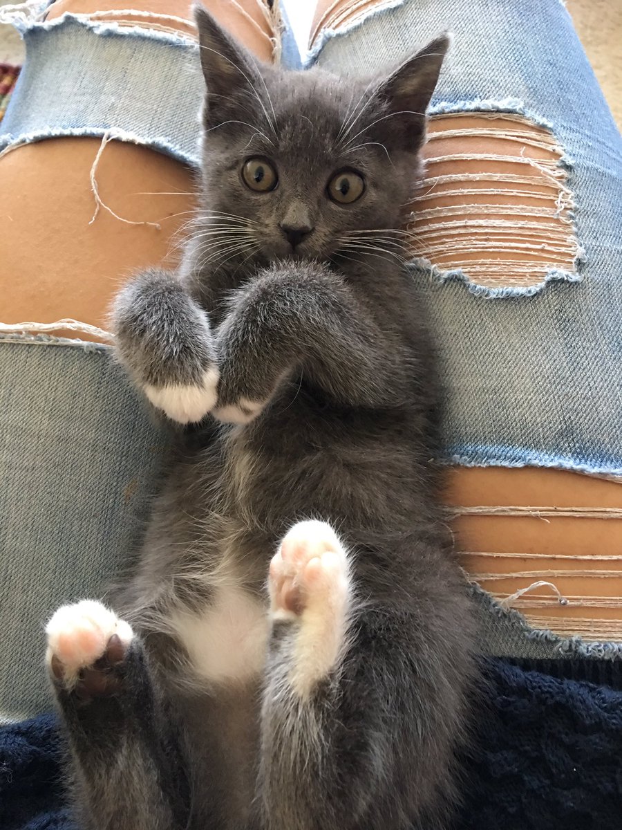 hyperIonely's tweet image. tiny