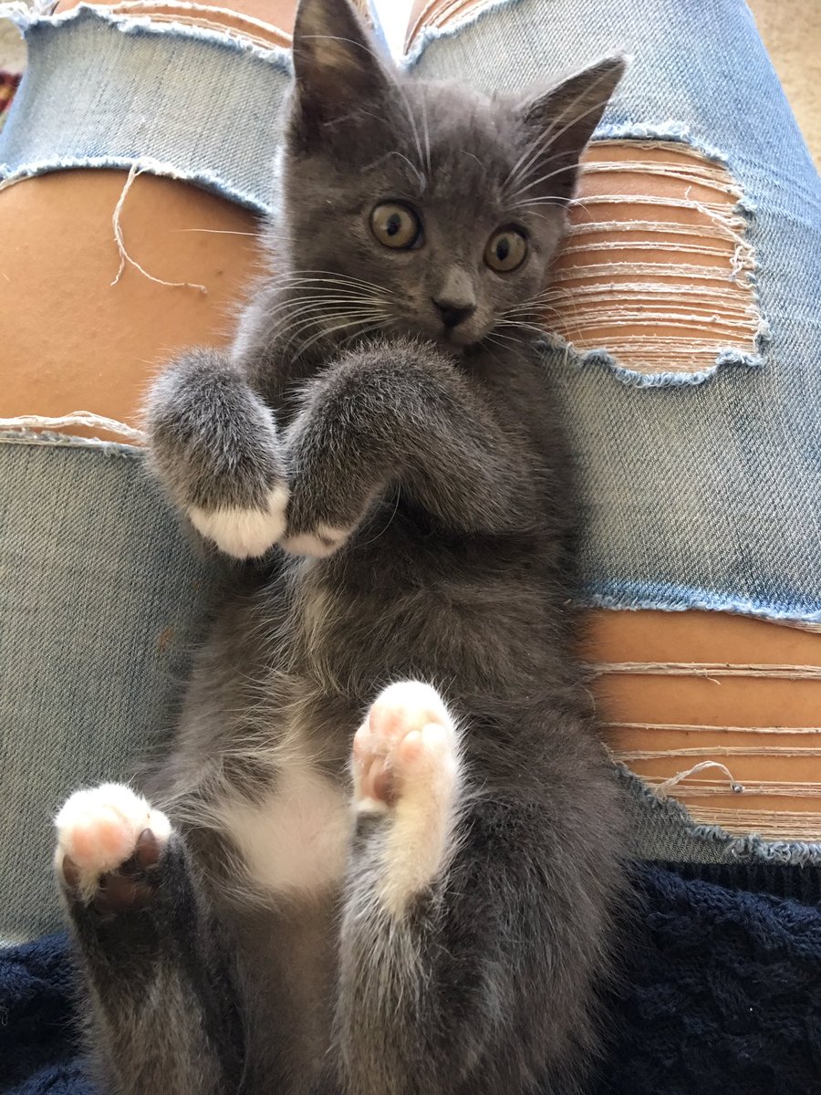 hyperIonely's tweet image. tiny