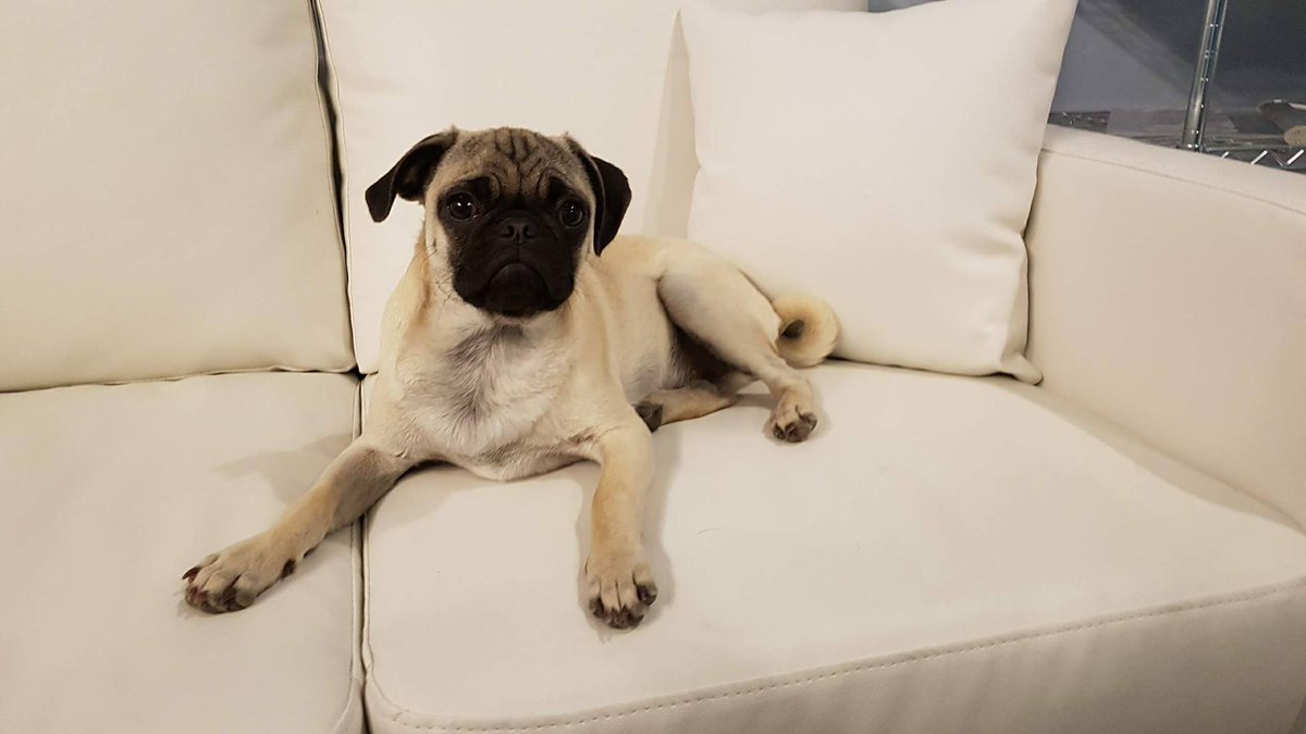 pawspetpad's tweet photo. Meet Fig! Our #officepug 🐶❤ She's 6mths old &amp; spends her days supervising the big dogs &amp; protecting everyone in dog daycare #yeg #yegdogs https://t.co/lKyVXrEv1t