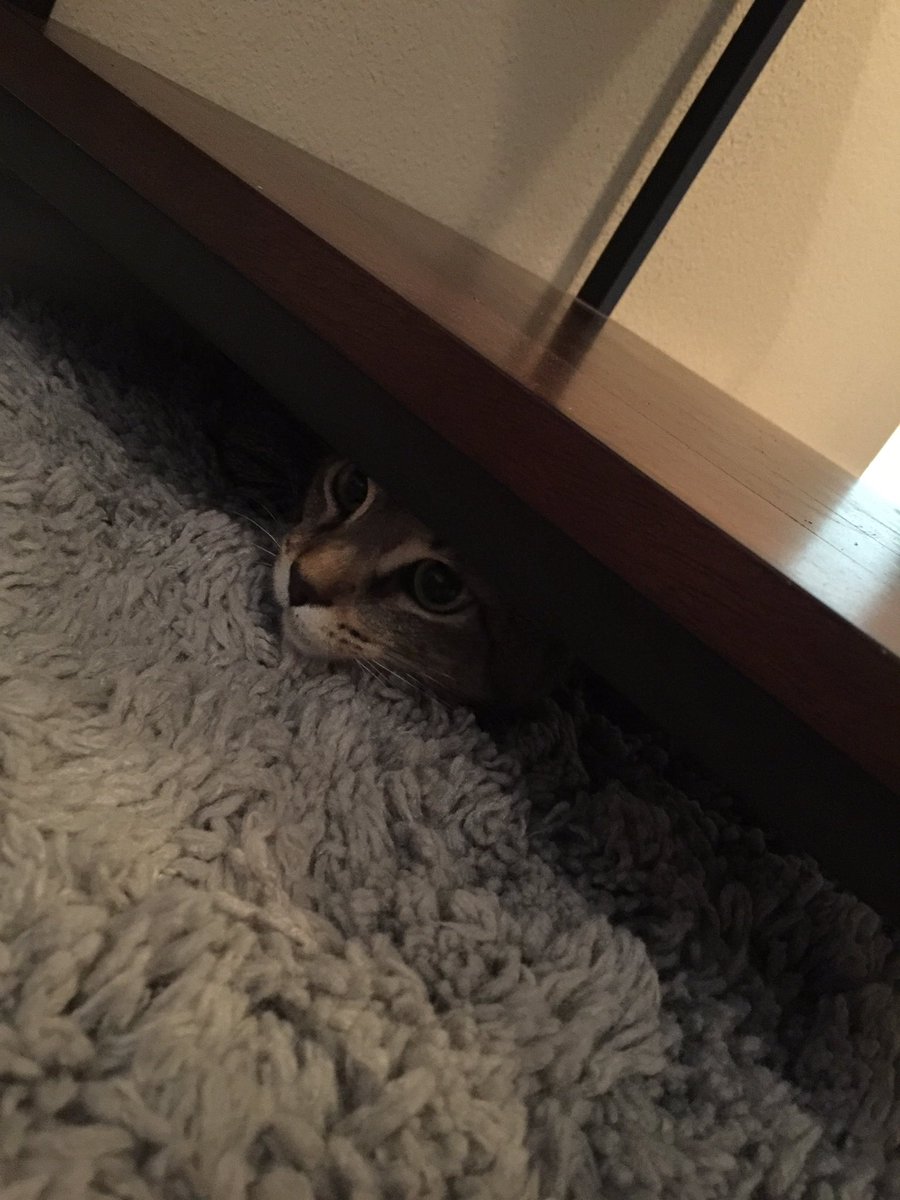 Pokediger1's tweet photo. DUDE WHAT ARE YOU DOING?? https://t.co/40ruzXVYG3