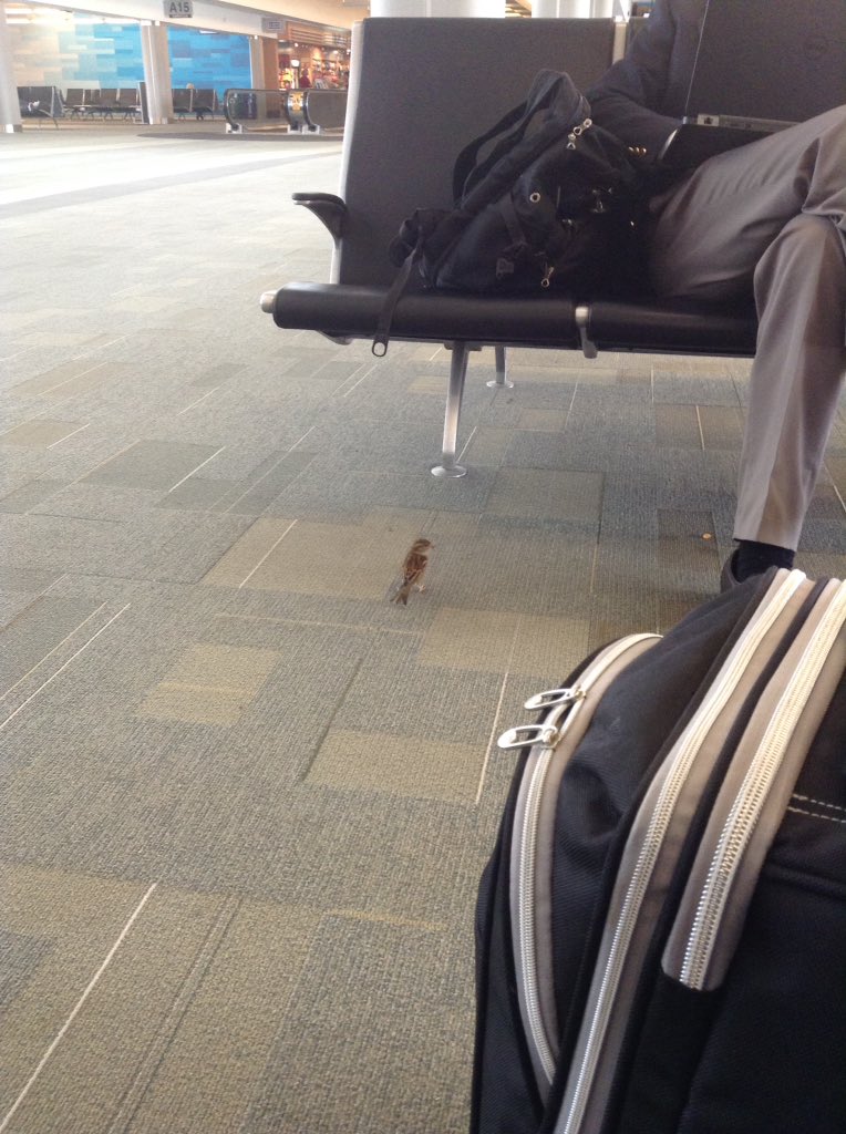 For some reason there is a bird at the airport...
YOU ALREADY KNOW HOW TO FLY WHY ARE YOU HERE!!!