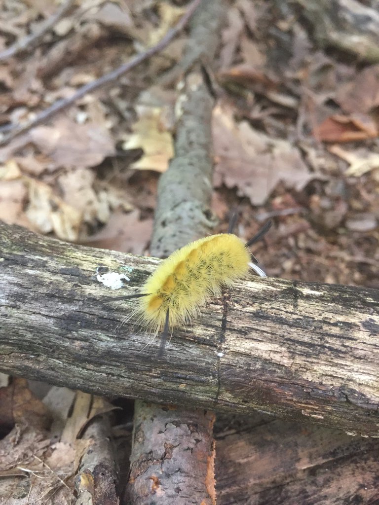 MaxUrban_EES28's tweet photo. Our 4th group member was a golden catepillar #ees152 https://t.co/2NjXWKjtiW