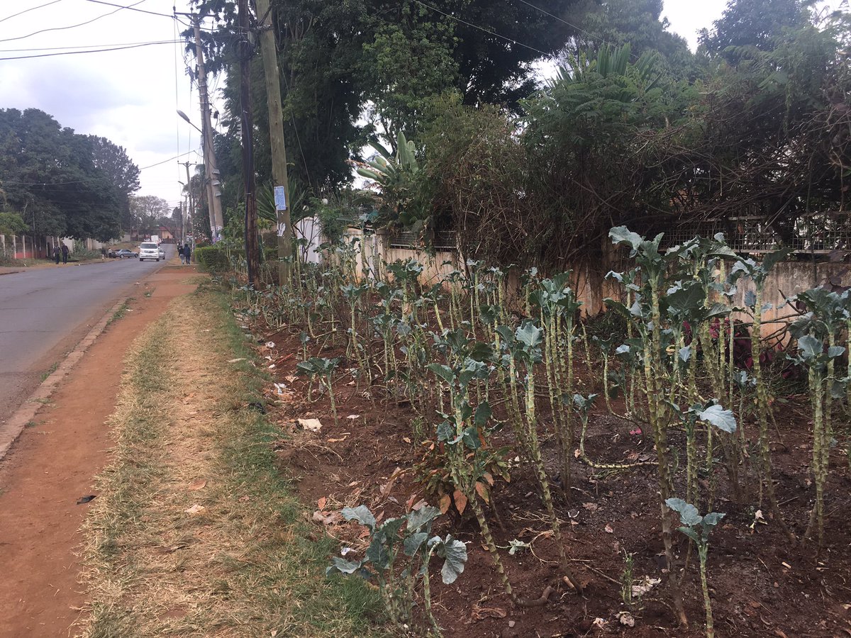 mawilson132's tweet photo. @UNHABITAT I love this example from Nairobi, Kenya of #urbanfarming - adapting to #drought &amp; reducing food miles  #foodsecurity #climatechange https://t.co/IseXE80KG3