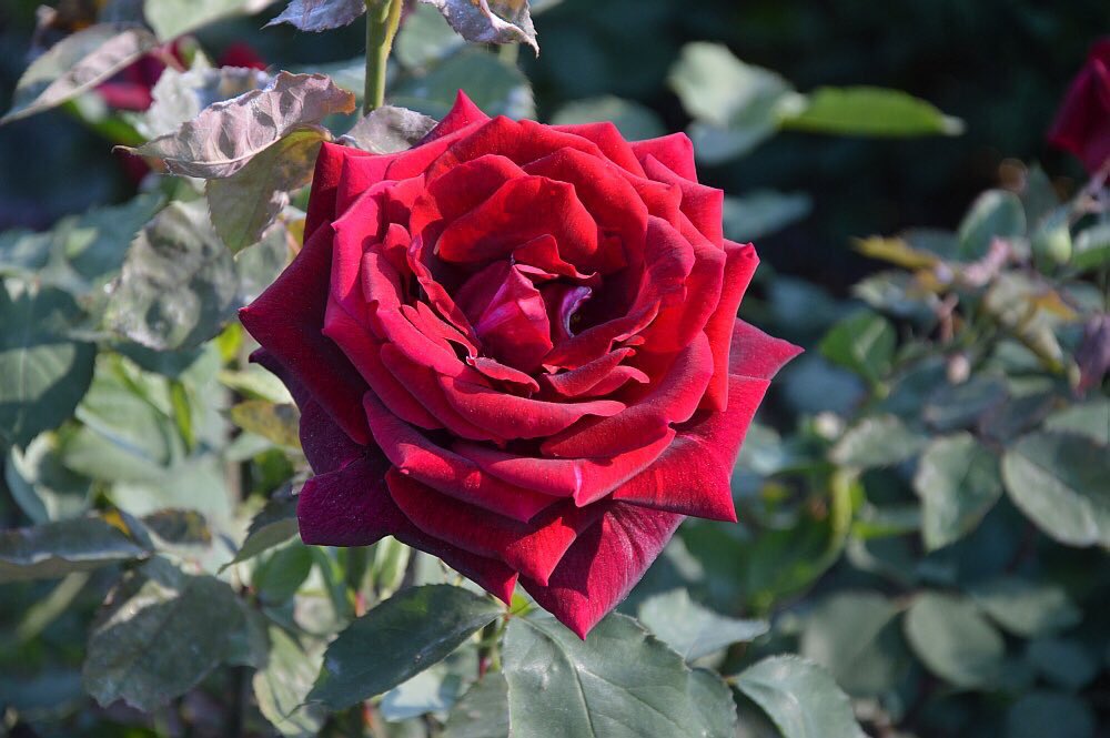 _ElRetiro's tweet photo. Una rosa del Retiro para Lorena Enebral, que ha entregado su trabajo y su vida ayudando a los más desfavorecidos en Afganistán. DEP https://t.co/8mhQoI77RQ