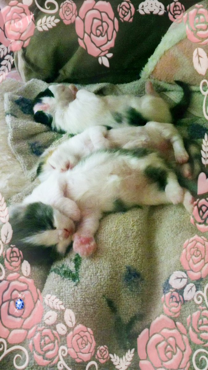 神崎みとき@15日陸 tweet media