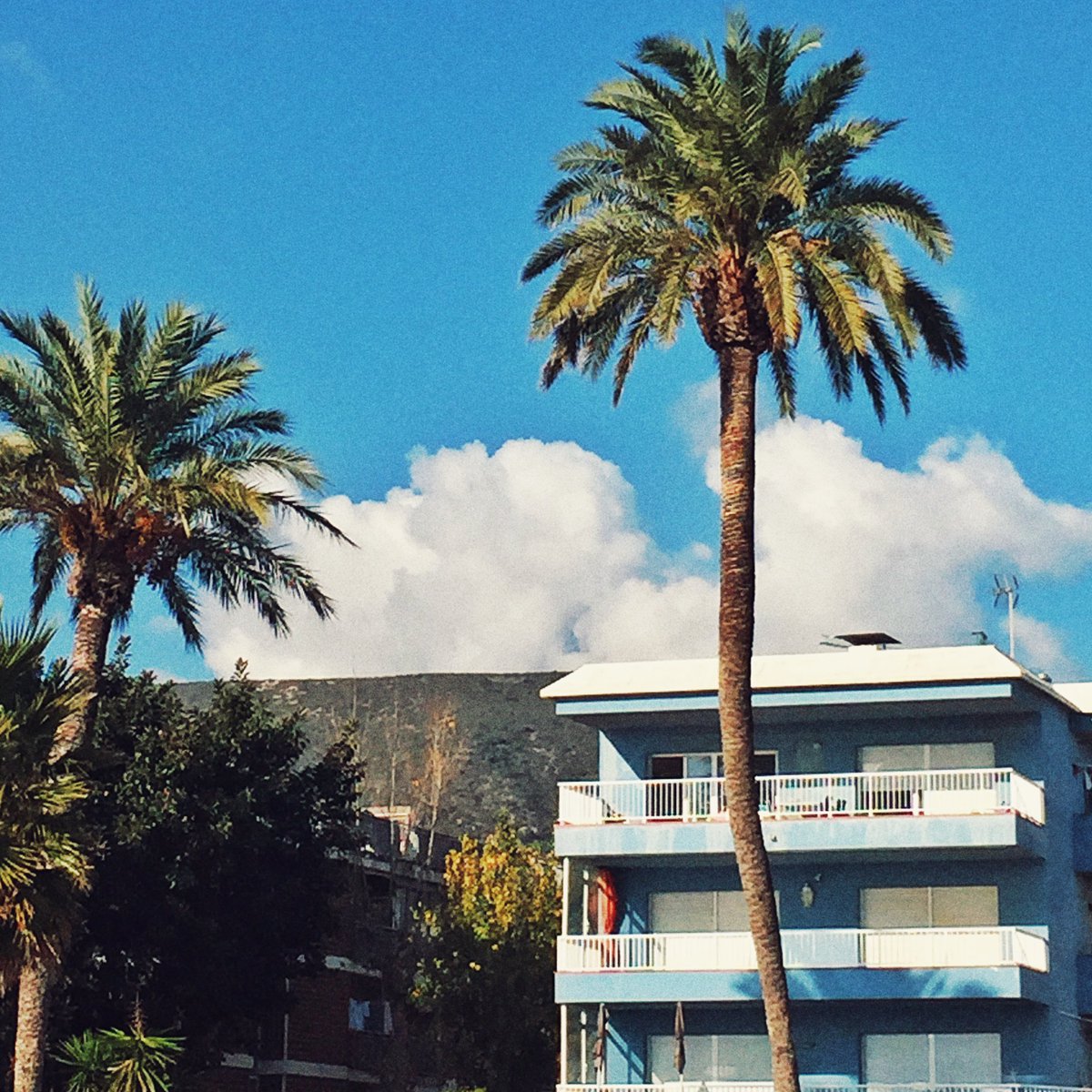 #NeverEndingSummer 🌴☀️🐬