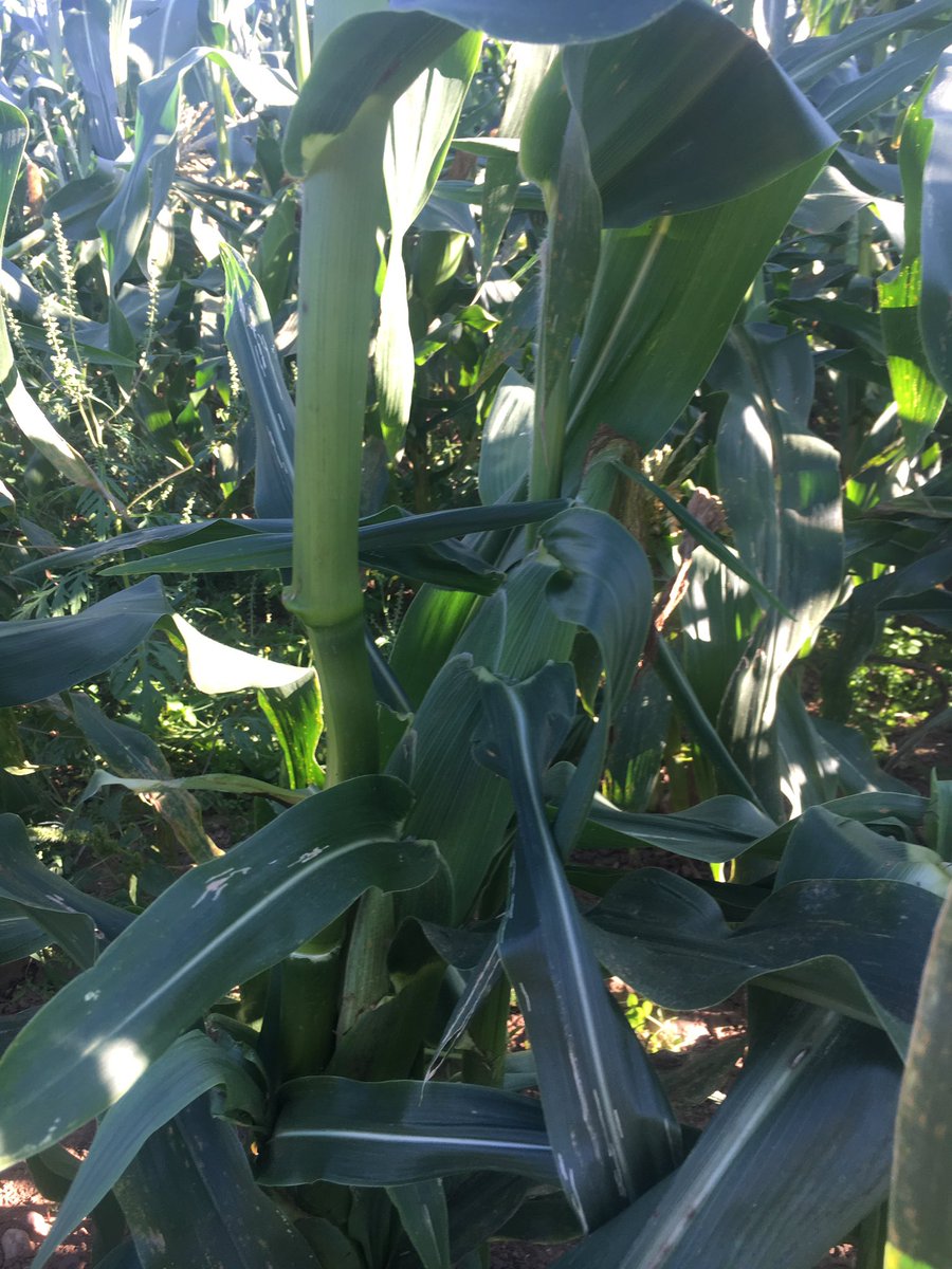 HeartwoodHFX's tweet photo. Freshly picked corn on the cob special #taprootfarms today. Served with potato salad & steamed greens. #local 🌽#cornseason #besttimeofyear https://t.co/nGbo4pGOf5