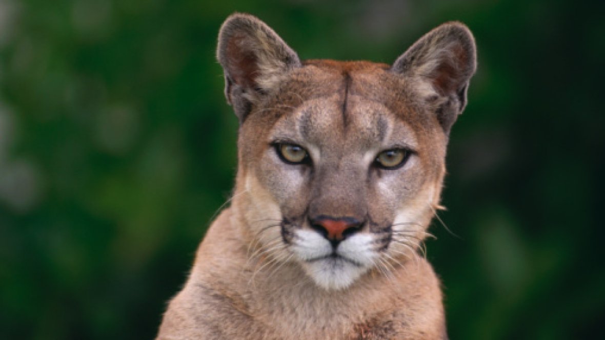 VibrantVictoria's tweet photo. BREAKING: cougar sighted in Glenairlie Drive area of #ViewRoyal near View Royal Elementary. Emeg crews responding #yyj https://t.co/PsQO3FxrFB