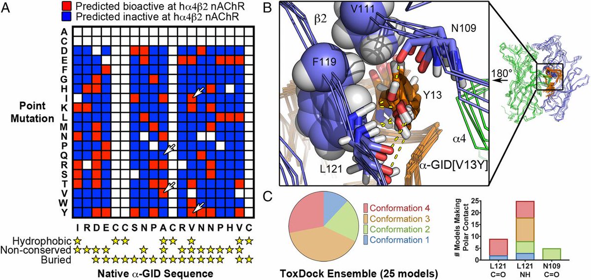 aida_verdes's tweet photo. ToxDock, a docking algorithm to identify bioactive venom peptides - latest HolfordLab publication in @PNASNews @scimaven @TheSlowEscargot https://t.co/nfFXNulT7r