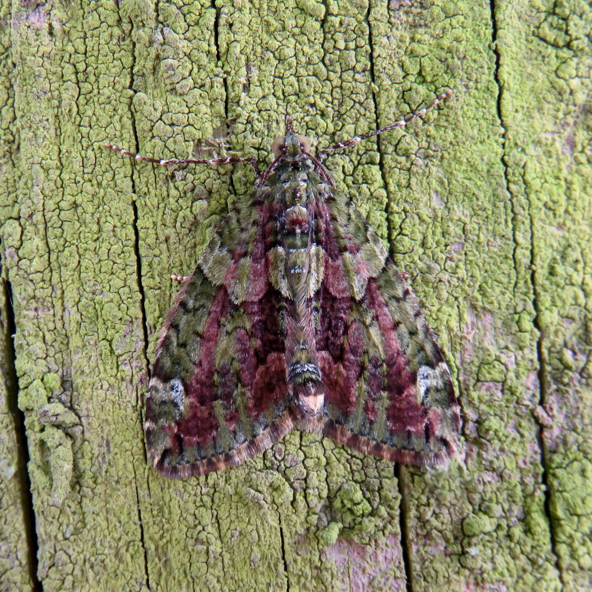 Unlisted seen at Kingmoor Sidings NR, Carlisle on 11 Sep 2017.