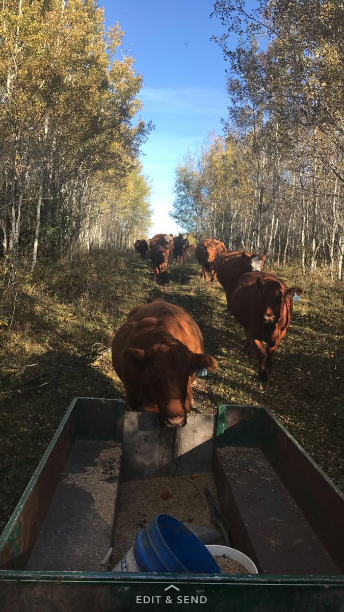 KSalzl's tweet photo. Well the girls were happy to see me this am. #movingday #KSlivestock #SupportCanadianbeef https://t.co/6cVflq5kek