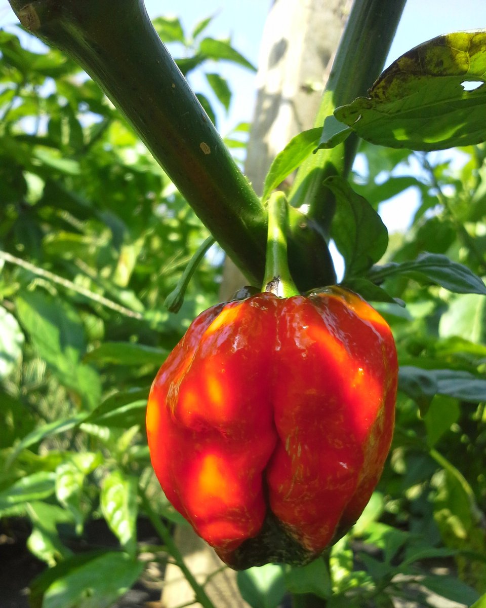 GordzHotSauce's tweet photo. The #ButchT are looking fabulous ๐ฅ๐
https://t.co/14u7BGSoYw #seedtobottle #allnatural #hotsauce๐๐ฅ๐๐ฑ #BuyCanadian๐ #Superhot #hotpepper #GYO https://t.co/c9v6B5u0Fg