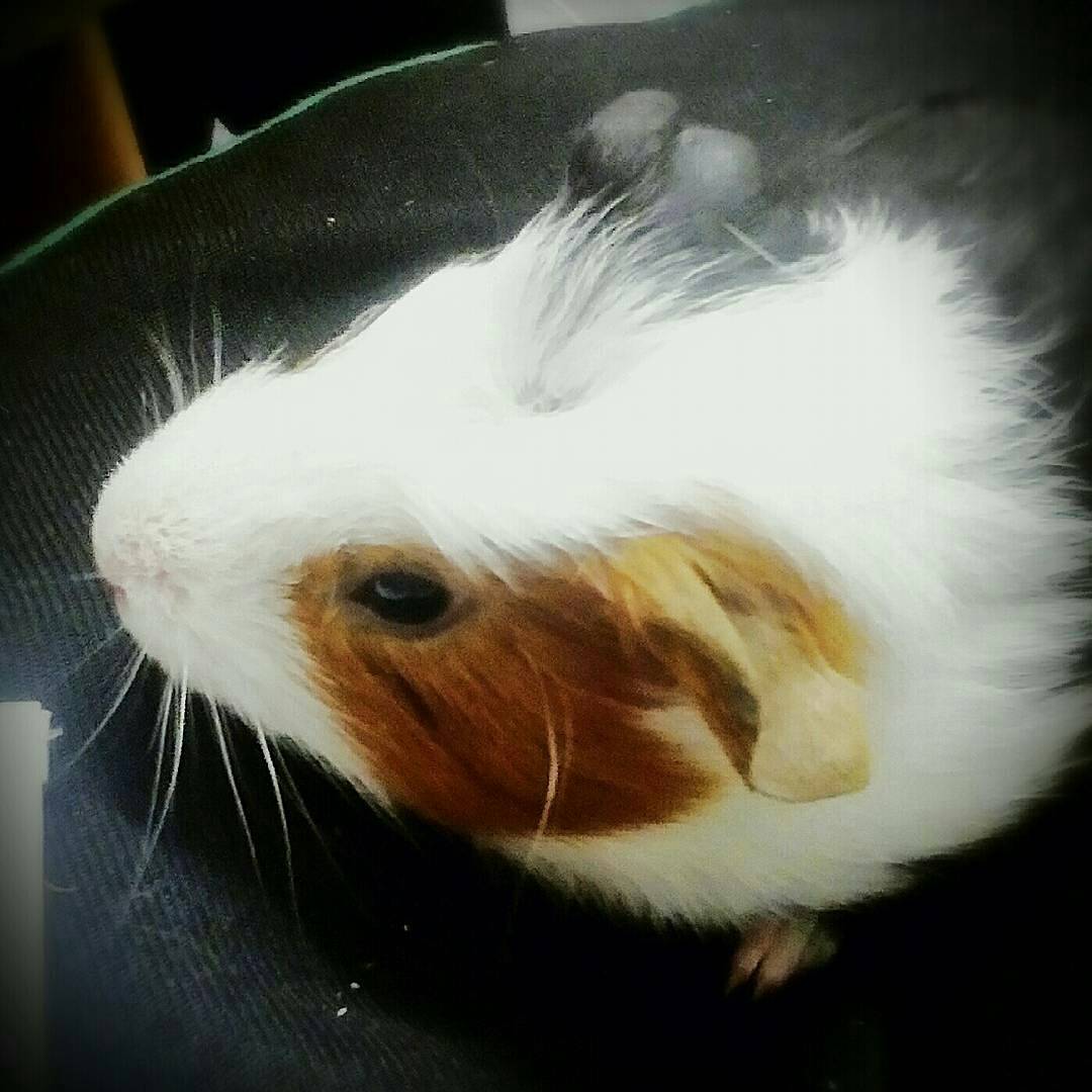 potatopigs18's tweet photo. Rosanna Hope 😊 https://t.co/qzMubavLU7