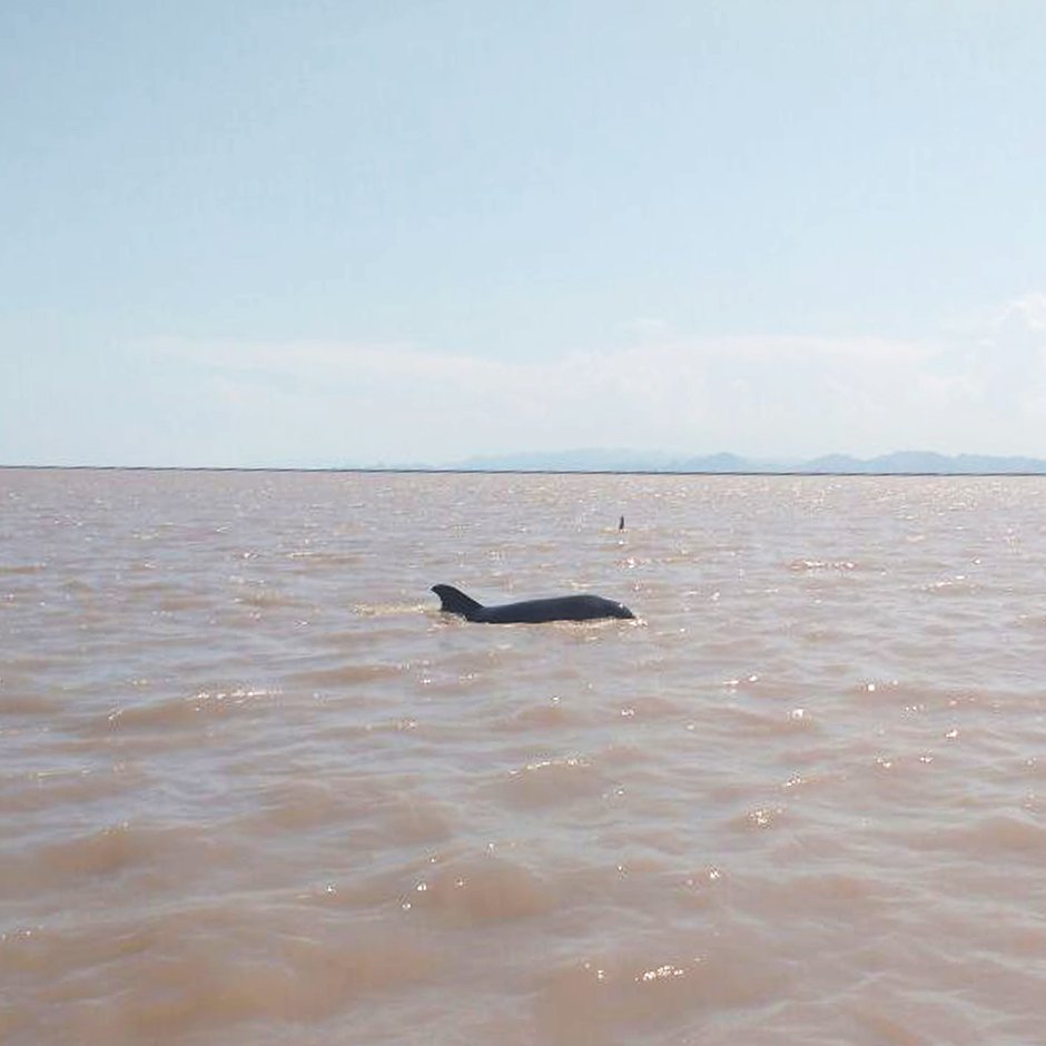 CORiverDelta's tweet photo. Last week we spotted a bottlenose dolphin in the upper #estuary of the #CORiver! A good sign our #restoration efforts are working! https://t.co/h2uP6ROqxr