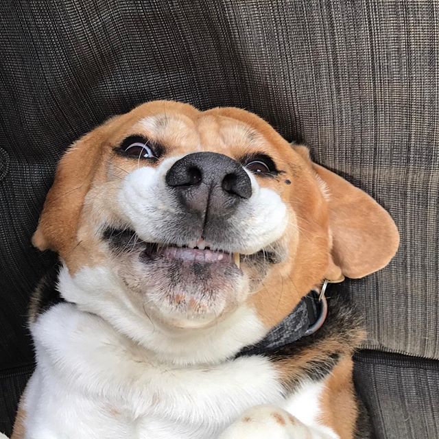 DerekSamuel4's tweet photo. "A face not only his mother could love" writes @madison_inskip 
#dogsofinstagram #cute #pets #tagsforlikes #F4F #cats #dogs #animals #FF https://t.co/IlKug8NPda
