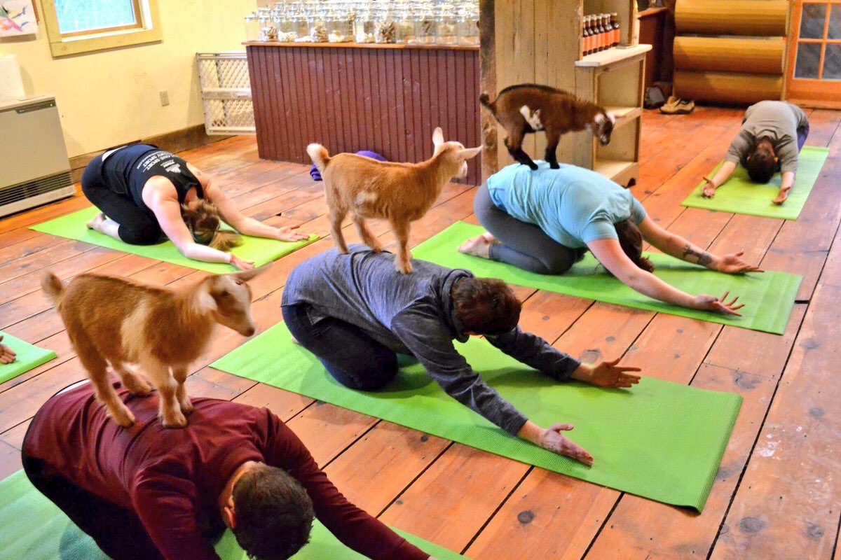LikeGoatsDaily's tweet photo. Baby goat 🐐 yoga!!!! I need this 😍 https://t.co/IlRuQyQvNJ