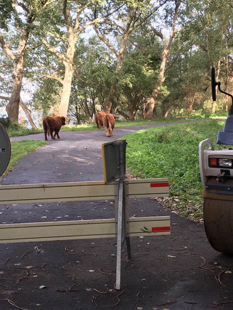 KMalenstein's tweet image. Natuur @Hoogvliet tijdens aanbrengen #Fortifix #asfaltwapening #gemrotterdam.