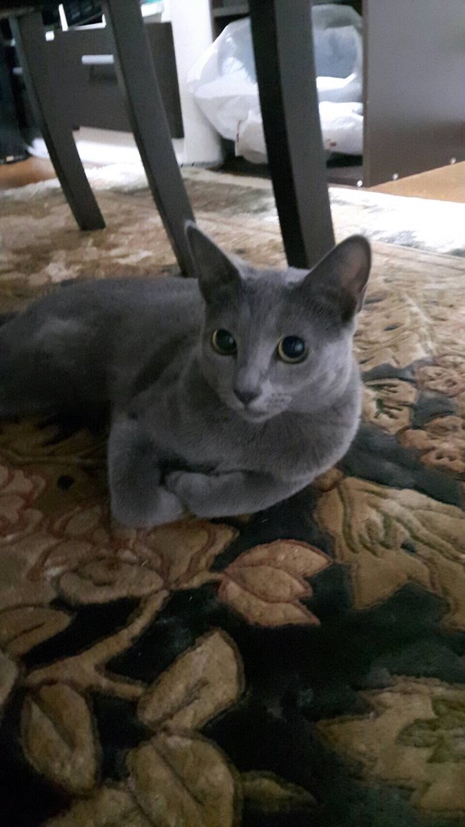 もじゃクッキー 猫に叱られたい人のためのロック画面用イラスト描きました その2