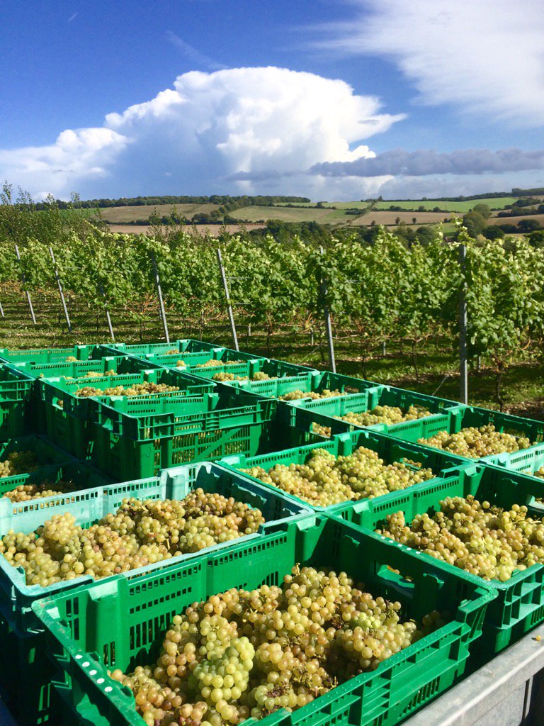 Chartham Vineyard (@charthamvy) on Twitter photo The 2017 harvest has begun! First up Bacchus. The 2017 harvest has begun! First up Bacchus.