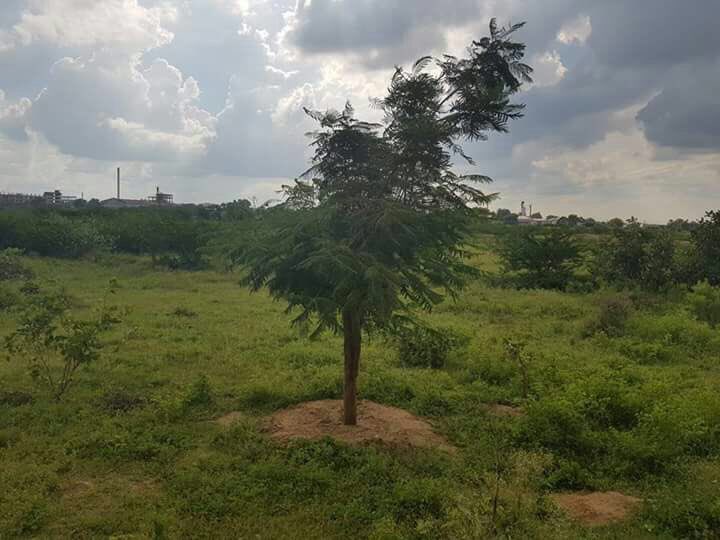 KTRBRS's tweet photo. Glad that all the translocated trees in Siricilla have survived😊 Will try &amp; replicate the success all over state in road widening instances https://t.co/DonaCjjQXE