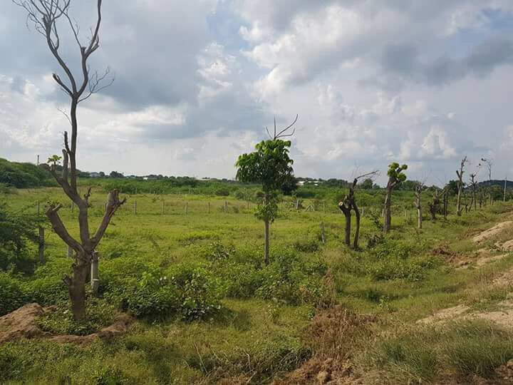 KTRBRS's tweet photo. Glad that all the translocated trees in Siricilla have survived😊 Will try &amp; replicate the success all over state in road widening instances https://t.co/DonaCjjQXE