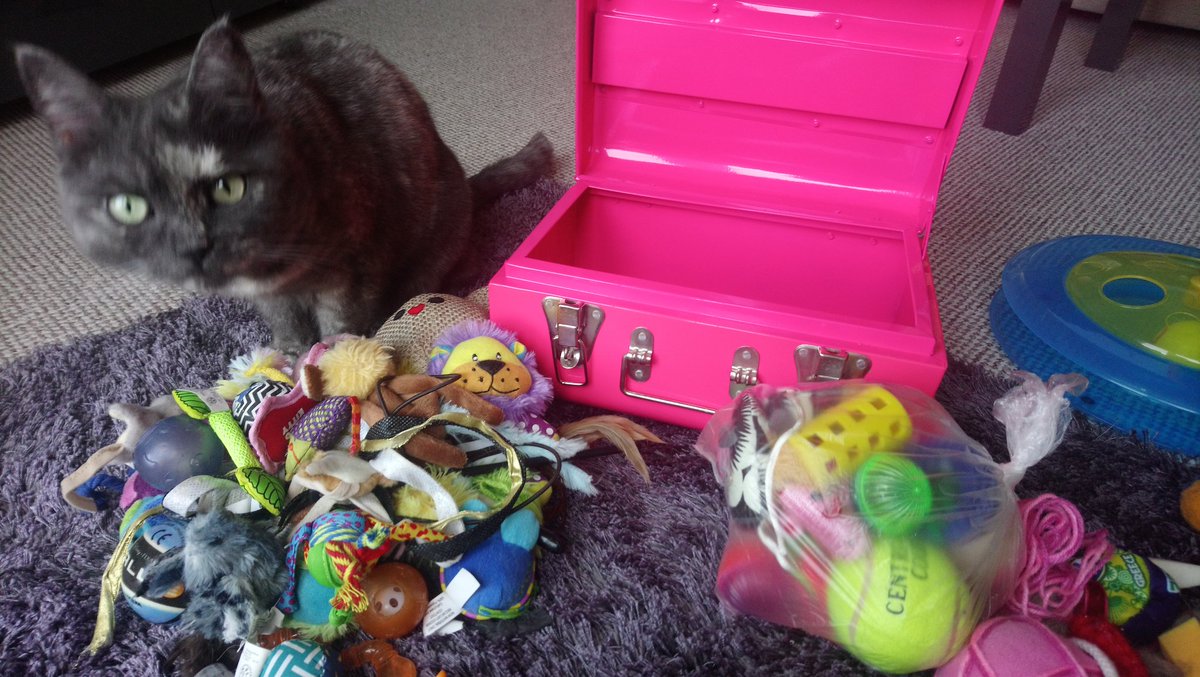 JadeAshton1991's tweet photo. #MondayMotivation means #KindKitty as she donates some toys #chooseorlose https://t.co/CoSmtS0qYT