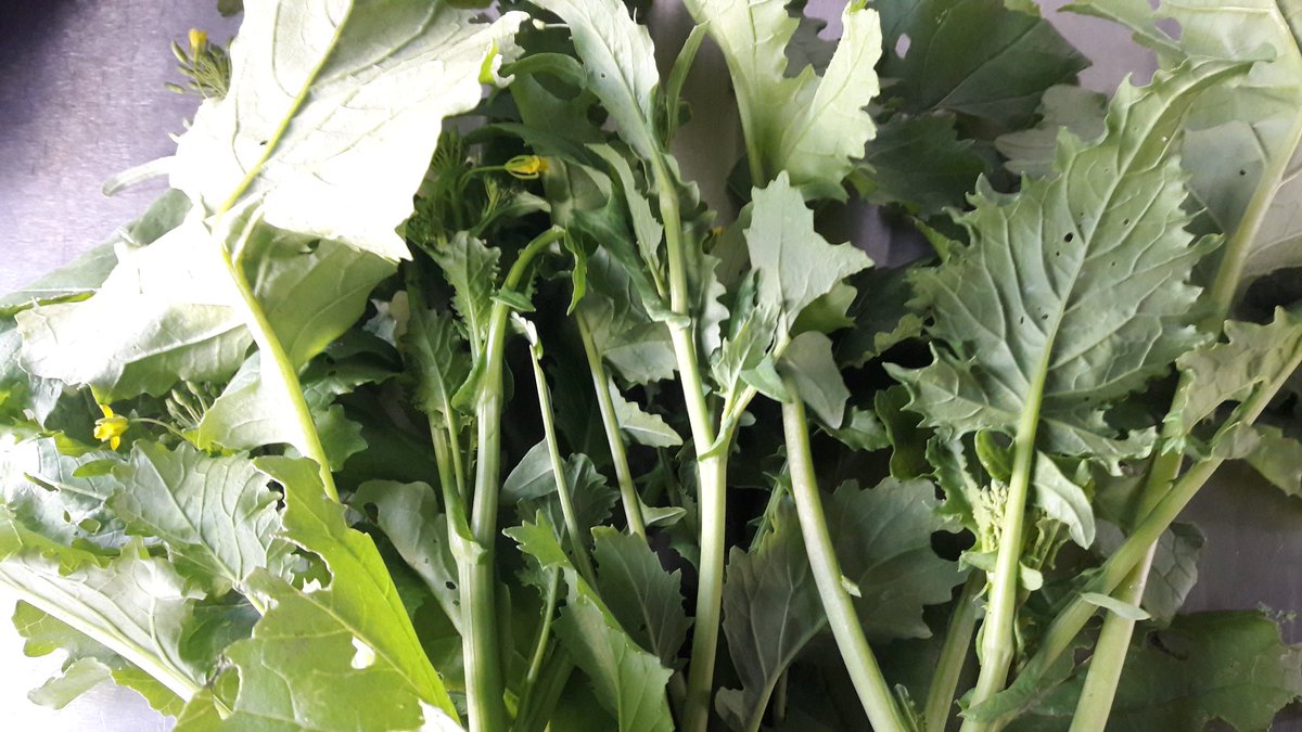 Turpin101's tweet image. Cime di rapa - straight out the garden. A great Italian brassica - this lot is making pasta sauce with some anchovies, garlic and chilli.