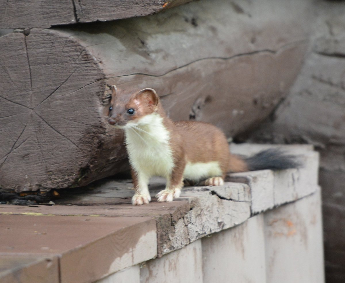 DenaliNPS's tweet photo. #MondayMotivation from an adorable ermine visiting HQ this morning! The ermine soon will turn white for winter. #Denali100 #Alaska https://t.co/fHP2fqy5BN