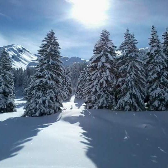 RSChaletCollection tweet media