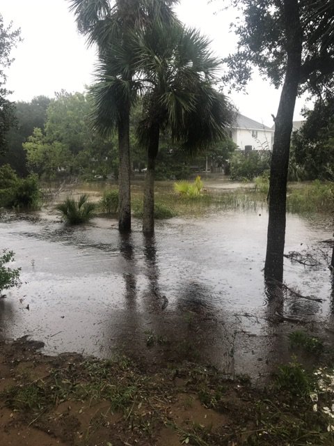 Edisto Beach tweet media