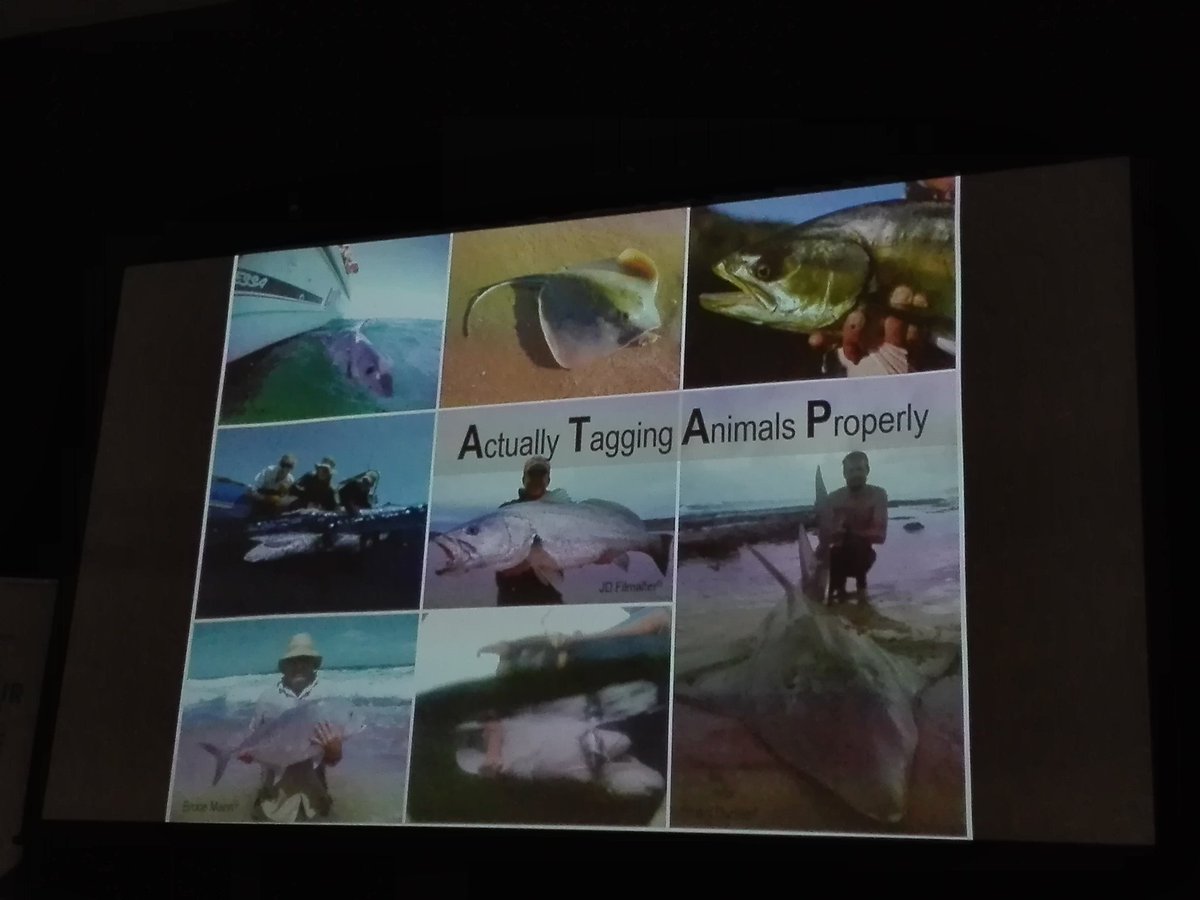 TanithGrant's tweet image. #SharkRay17 @NRF_SAIAB #fishtelemetry  According to @murray_taryn  @ATAP_ZA should also be an acronym for: