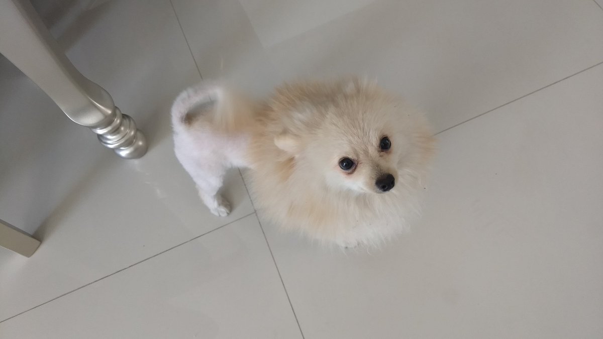 paquito_maya's tweet image. El squad me dijo que vio un León a mi medida