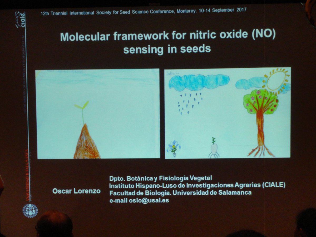 mzienkie's tweet photo. I love this! A child's drawings of the germination process. From Oscar Lorenzo's presentation on nitric oxide sensing in seed. #ISSS_2017 https://t.co/5dchwdW9zL