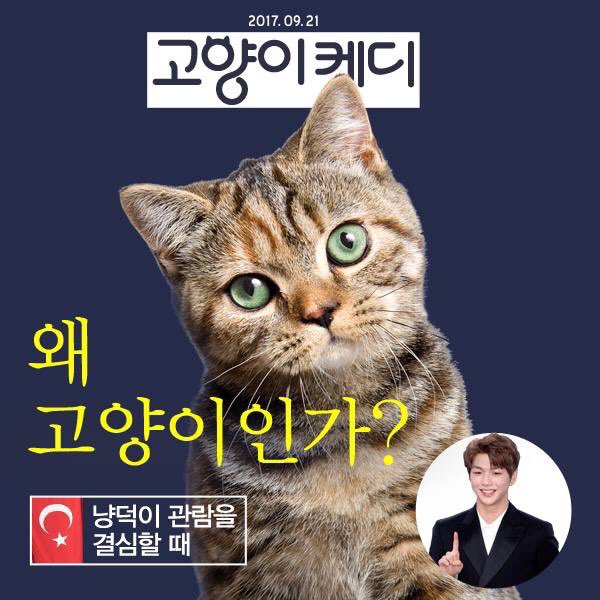 왜 고양이인가?😻 #냥덕이_관람을_결심할_때 <고양이 케디> #세상_엄근진 #주간조선 #패러디😉💕 9월 21일 전격 개봉! #강다니엘도_사랑하는_고양이...