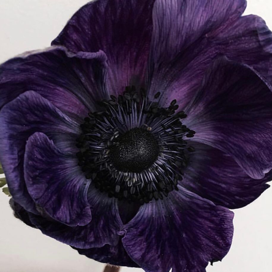OldShanghai's tweet photo. Flower essentials 💫#weekdayindulgence #wordswithflowers #sosumi #florainspo #madebysumi https://t.co/pOMWtMaGx4 https://t.co/t9vqs6RZJn
