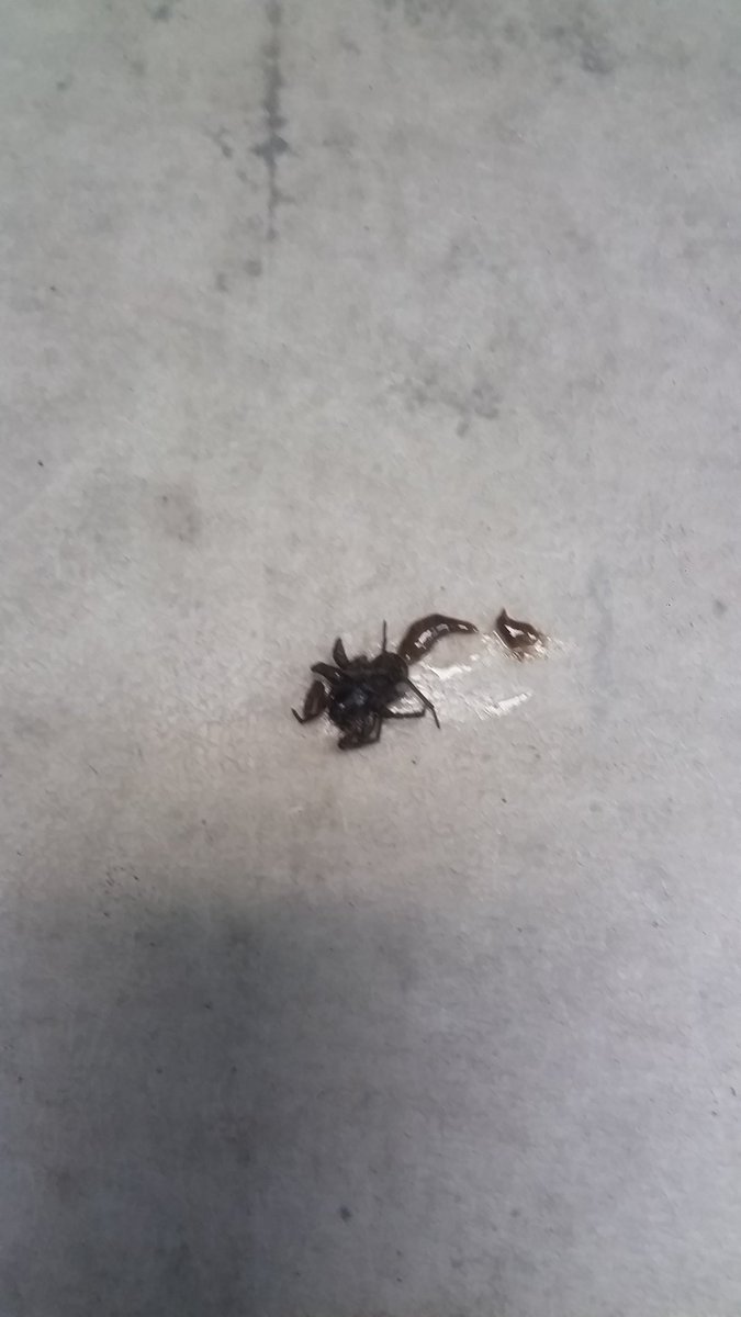 ProbswDispatch's tweet image. This fucking thing just fell out of my pants. I shook my leg and it fell out. I have had these pants on for 2 hours! I HATE spiders! OMG.