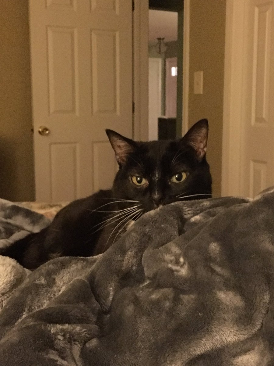 DenalitheCat's tweet photo. Denali helping me write her new book!  #denalithecat 
https://t.co/pijWqxT6c3 https://t.co/aTLt7xse1O