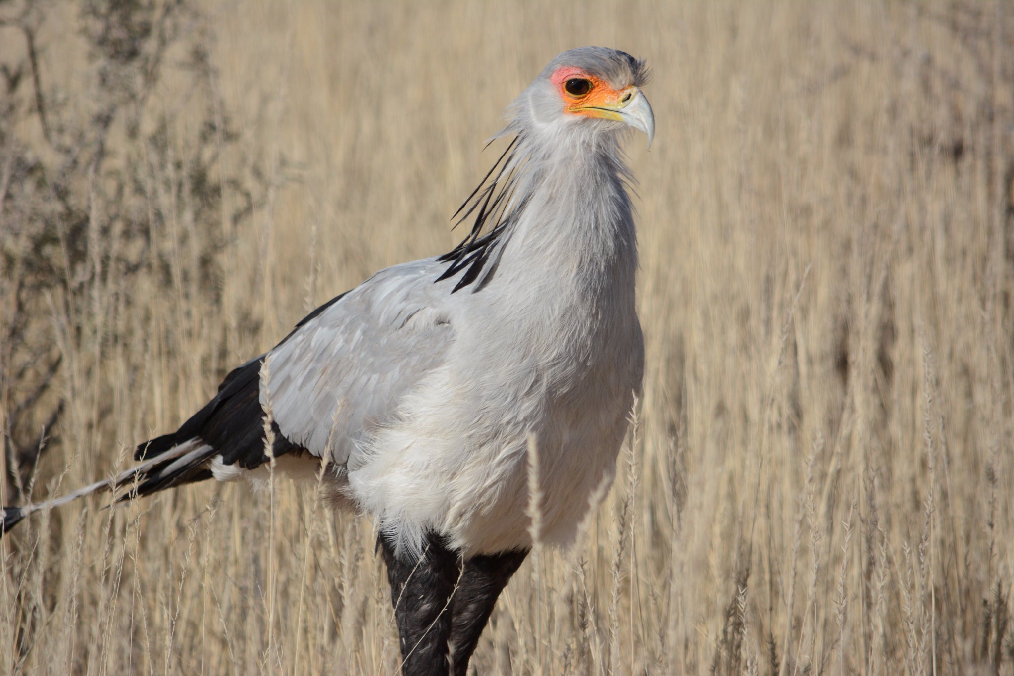 Trevor Branch on Twitter "Secretary birds stalk snakes and lizards