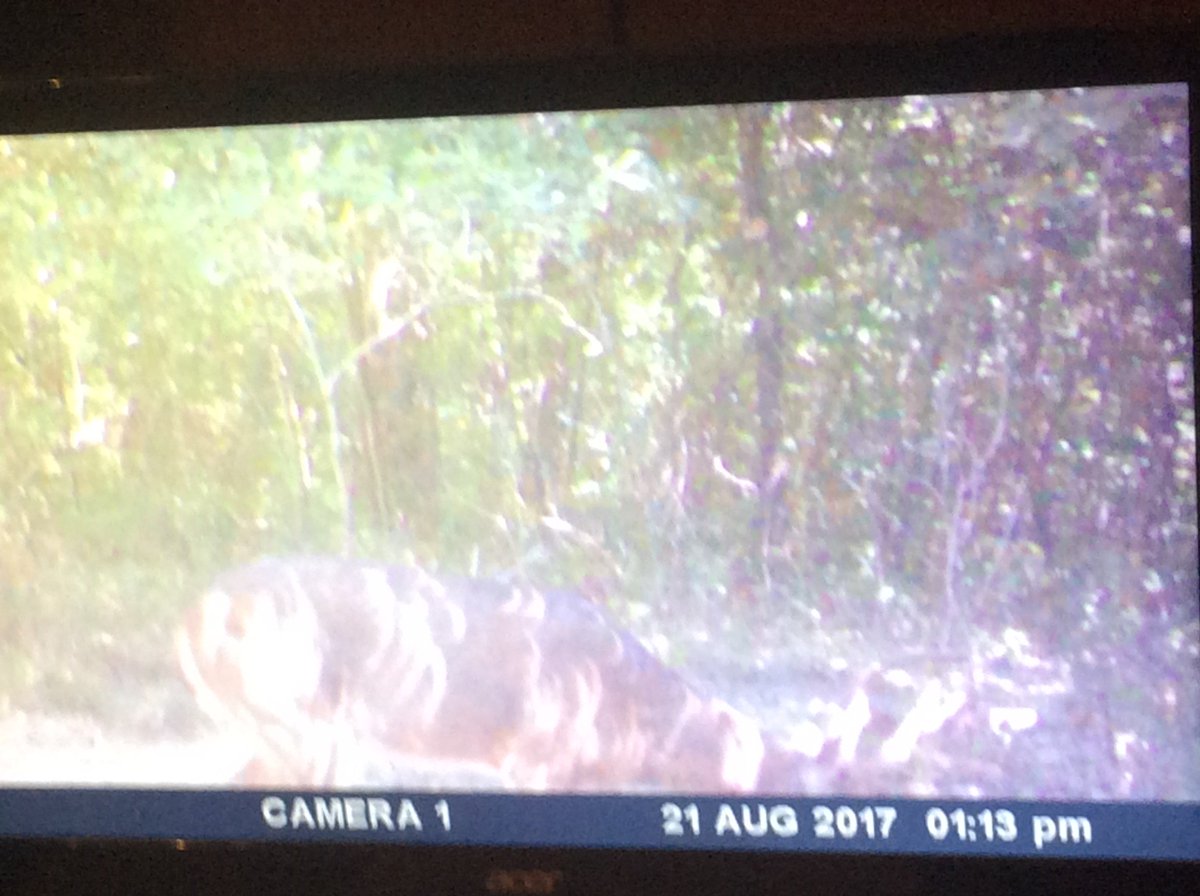 Eclipse deer!