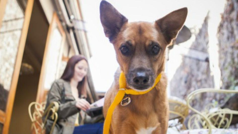 LANACION's tweet photo. No tenía con quién dejar su perro y creó un AirBnB para mascotas: alojamiento desde $ 150 la noche https://t.co/BRcdKd5t1b https://t.co/eu6ObVs9gq