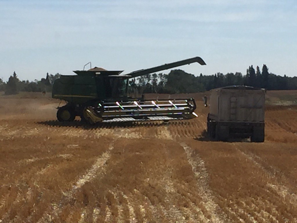 JeffTurets's tweet photo. Knocking off @FPGenetics #cdcplentiful wheat today before rain later this week. Good quality, nice sample #harvest17 https://t.co/xXvorXvYSi