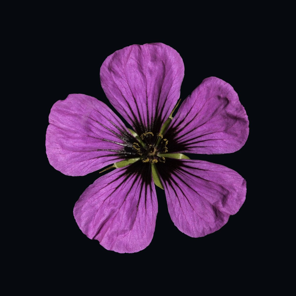 SaraSadlerphoto's tweet photo. Beautiful #pinkgeranium #flower #inspiredbynature https://t.co/YHTJtnrJOz