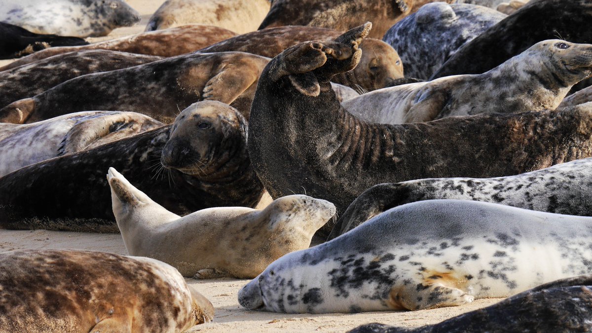 courtyard_barn's tweet photo. Look at these wonderful resident Norfolk seals. Take the chance this Autumn to seal spy. Memories ready to treasure with @NFKsHiddenGems https://t.co/DWwnYgECE6