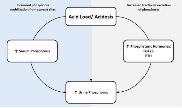 AJKD (@ajkdonline) on Twitter photo In CKD, the More Acid You Eat, the More Phosphorus You Excrete by <a href="/nephrothaniel/">Nathaniel Reisinger</a> ajkdblog.org/2017/09/11/in-… In CKD, the More Acid You Eat, the More Phosphorus You Excrete by <a href="/nephrothaniel/">Nathaniel Reisinger</a> ajkdblog.org/2017/09/11/in-…