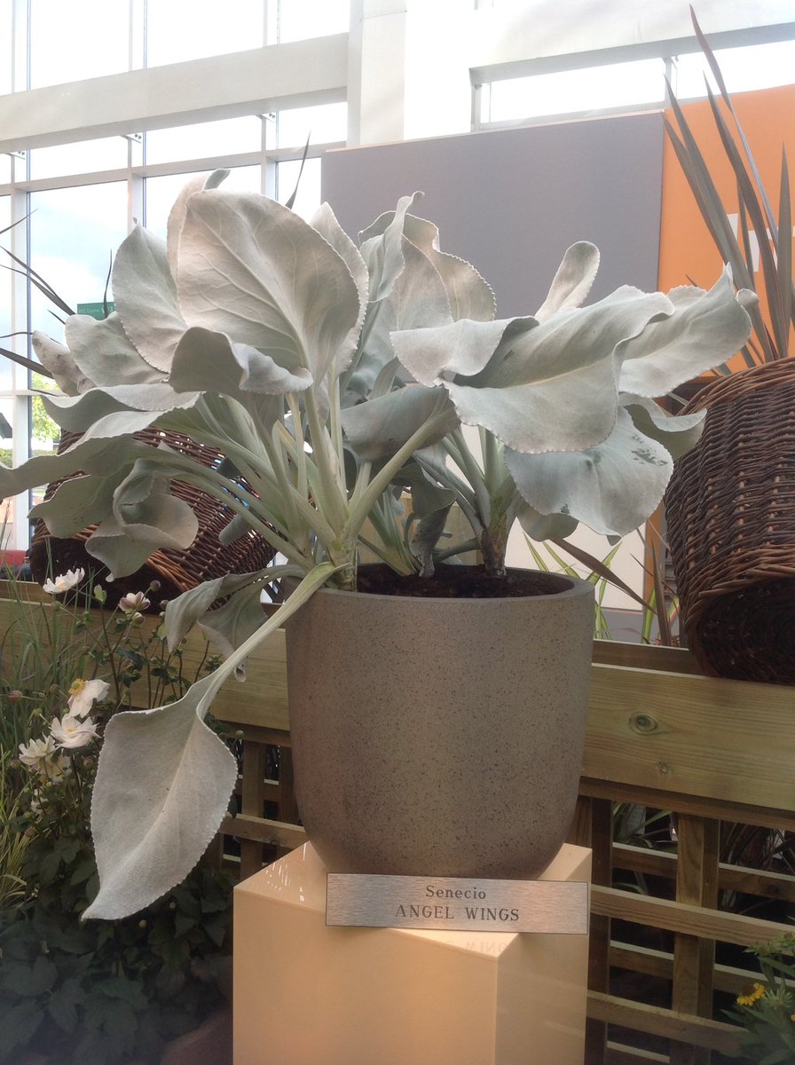 Rocky_Coles's tweet photo. For those who like foliage keep an eye out for Senecio Angel wings next year. Hardy to around -10c Shown by @WyevaleNurs @bengee833 at Glee https://t.co/K4mze32PuA