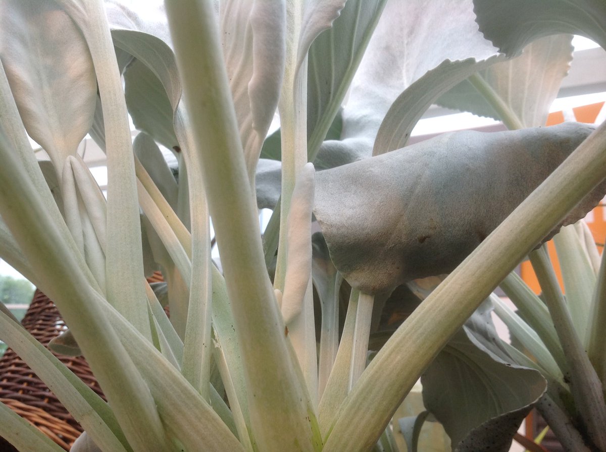 Rocky_Coles's tweet photo. For those who like foliage keep an eye out for Senecio Angel wings next year. Hardy to around -10c Shown by @WyevaleNurs @bengee833 at Glee https://t.co/K4mze32PuA