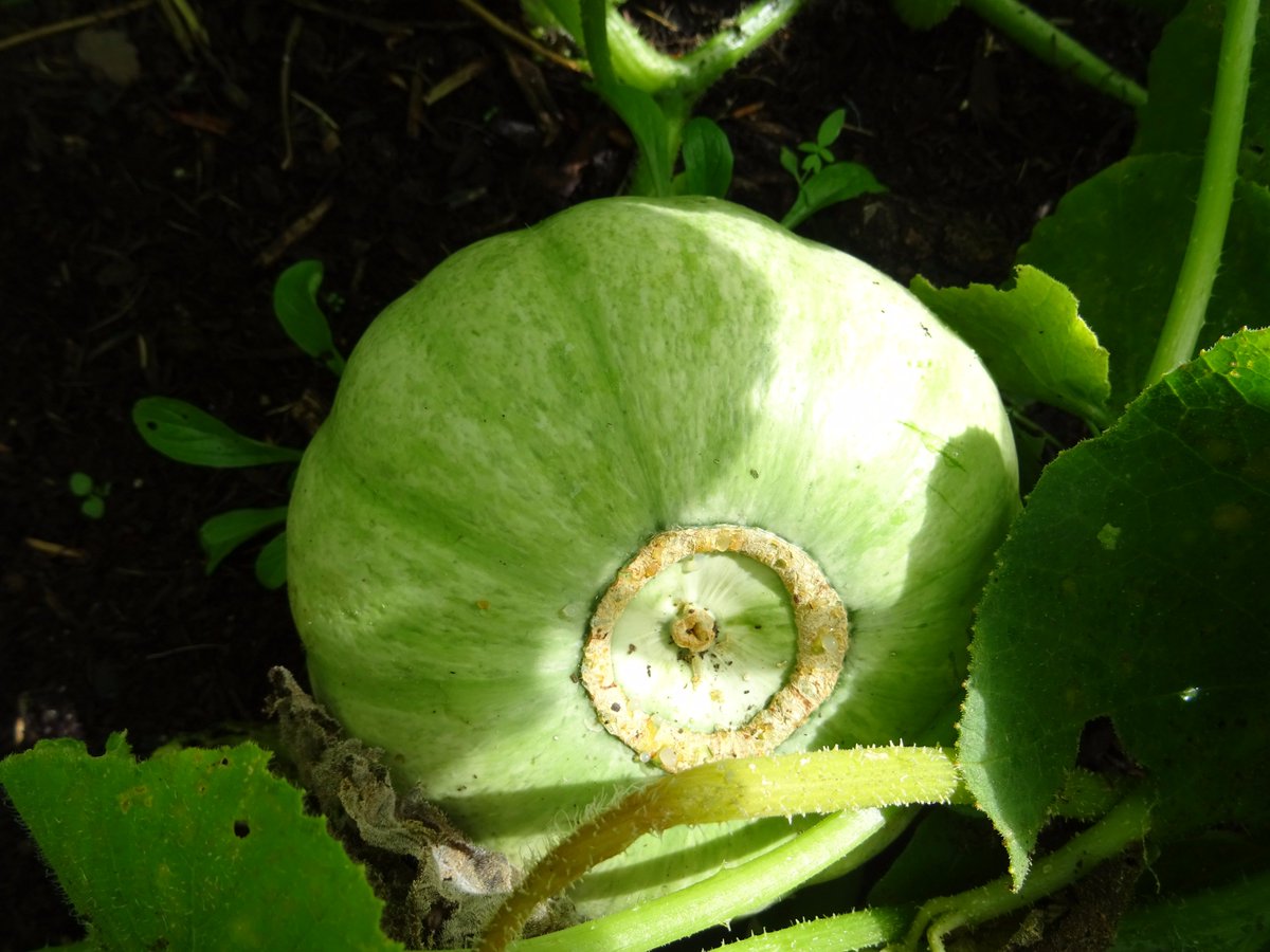 <a href="/syvilachaplin/">Syvila Chaplin</a> <a href="/totnesgardens/">Totnes Gardens</a> Today, in the garden, the pumpkins were fruiting, at the Rockery Gardens.